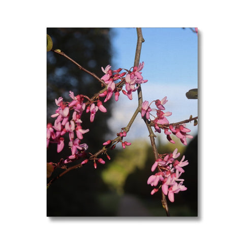 Pink Cercis Canvas