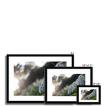 Tilia Cordata Framed & Mounted Print