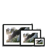 Tilia Cordata Framed & Mounted Print