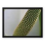Lysichiton Framed Canvas