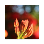 Fiore Italiano Fine Art Print