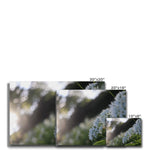 Tilia Cordata Canvas