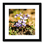 Wild Violets Framed & Mounted Print