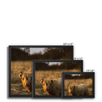 Highland Cow Framed Canvas
