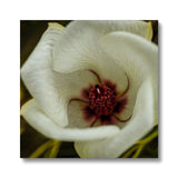 Elle Maree Canvas