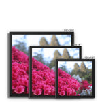 Clyne Gardens Framed Canvas