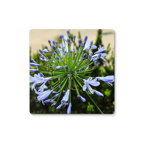 African Lily Coaster