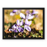 Wild Violets Framed Canvas