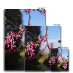 Pink Cercis Canvas