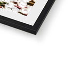 Sea Campion Framed & Mounted Print
