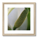 Lysichiton Framed & Mounted Print