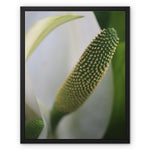 Lysichiton Framed Canvas