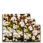 Sea Campion Canvas