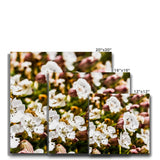 Sea Campion Canvas