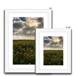 Rhossili Sunflowers Framed & Mounted Print