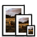 Highland Cow Framed & Mounted Print