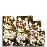 Sea Campion Fine Art Print
