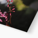 Pink Cercis Canvas