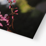Pink Cercis Canvas