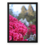 Clyne Gardens Framed Canvas