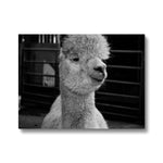 Alpaca Canvas