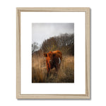 Welsh Cow Framed & Mounted Print