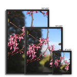 Pink Cercis Framed Canvas