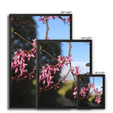 Pink Cercis Framed Canvas
