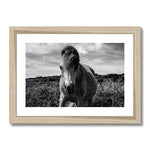 Whitesands Pony Framed & Mounted Print