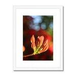 Fiore Italiano Framed & Mounted Print