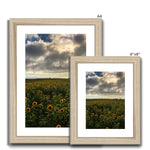 Rhossili Sunflowers Framed & Mounted Print