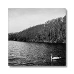 Swan Lake Canvas