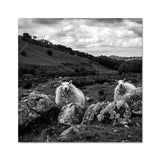 Llyn y Fan Sheep Fine Art Print