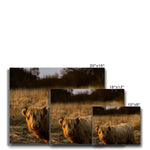 Highland Cow Canvas