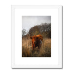 Welsh Cow Framed & Mounted Print