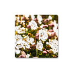 Sea Campion Coaster