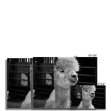 Alpaca Fine Art Print