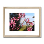 Pink Cercis Framed & Mounted Print