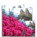 Clyne Gardens Fine Art Print