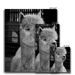 Alpaca Canvas