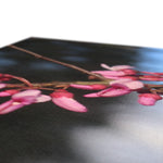 Pink Cercis Canvas