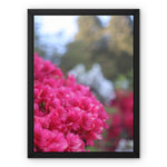 Clyne Gardens Framed Canvas