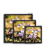 Wild Violets Framed Canvas
