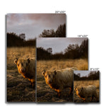 Highland Cow Canvas