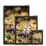 Wild Violets Framed Canvas