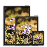 Wild Violets Framed Canvas