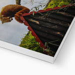 Red Panda Canvas