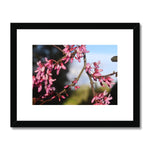 Pink Cercis Framed & Mounted Print