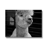 Alpaca Canvas