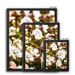 Sea Campion Framed Canvas